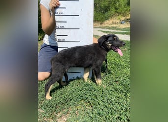Vier niedliche Schäfi Mix Schwesterchen, 3Mon., Familienhunde