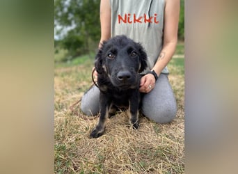 Vier niedliche Schäfi Mix Schwesterchen, 3Mon., Familienhunde