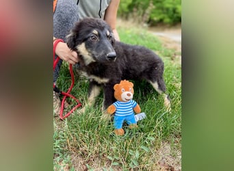 Vier niedliche Schäfi Mix Schwesterchen, 3Mon., Familienhunde