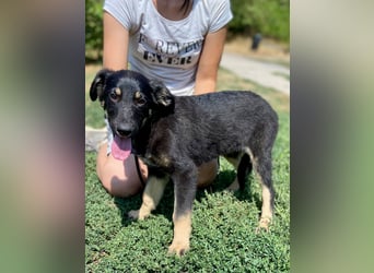 Vier niedliche Schäfi Mix Schwesterchen, 3Mon., Familienhunde