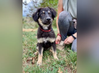 Vier niedliche Schäfi Mix Schwesterchen, 3Mon., Familienhunde