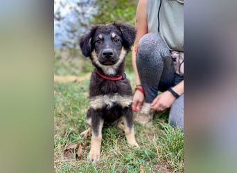 Vier niedliche Schäfi Mix Schwesterchen, 3Mon., Familienhunde
