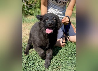 Vier niedliche Schäfi Mix Schwesterchen, 3Mon., Familienhunde