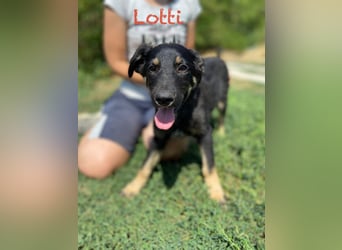 Vier niedliche Schäfi Mix Schwesterchen, 3Mon., Familienhunde