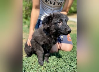 Vier niedliche Schäfi Mix Schwesterchen, 3Mon., Familienhunde