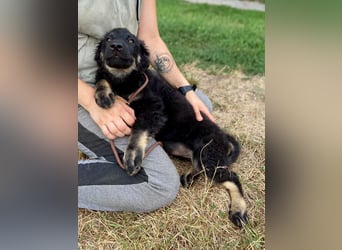Vier niedliche Schäfi Mix Schwesterchen, 3Mon., Familienhunde