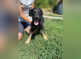 Vier niedliche Schäfi Mix Schwesterchen, 3Mon., Familienhunde