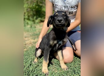 Vier niedliche Schäfi Mix Schwesterchen, 3Mon., Familienhunde