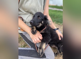 Vier niedliche Schäfi Mix Schwesterchen, 3Mon., Familienhunde