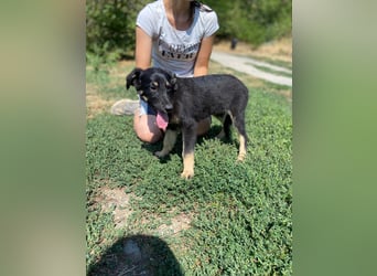 Vier niedliche Schäfi Mix Schwesterchen, 3Mon., Familienhunde