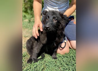 Vier niedliche Schäfi Mix Schwesterchen, 3Mon., Familienhunde