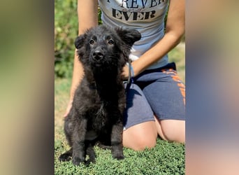 Vier niedliche Schäfi Mix Schwesterchen, 3Mon., Familienhunde