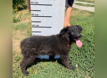 Vier niedliche Schäfi Mix Schwesterchen, 3Mon., Familienhunde