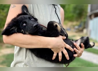 Vier niedliche Schäfi Mix Schwesterchen, 3Mon., Familienhunde