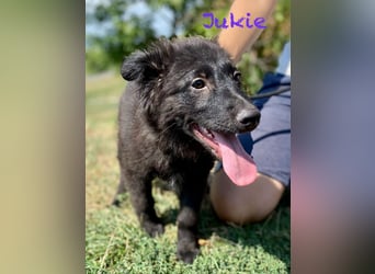 Vier niedliche Schäfi Mix Schwesterchen, 3Mon., Familienhunde