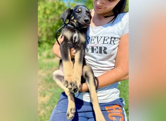 Vier niedliche Schäfi Mix Schwesterchen, 3Mon., Familienhunde