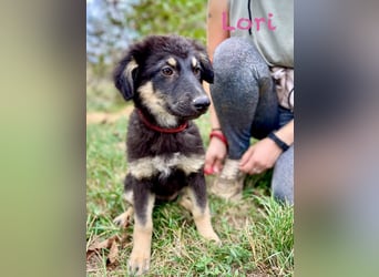 Vier niedliche Schäfi Mix Schwesterchen, 3Mon., Familienhunde