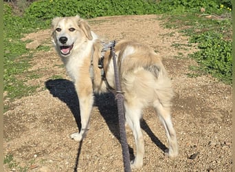 Buffy: ein Schatz für "Überall mit dabei"