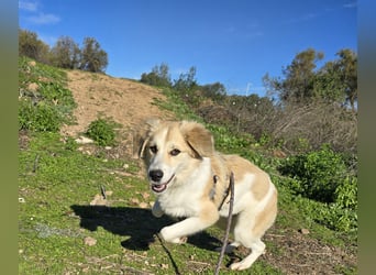 Buffy: ein Schatz für "Überall mit dabei"