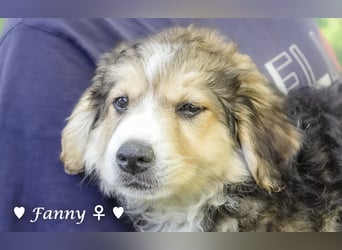 Fanny, Frida und Fine   suchen ab Ende Dezember ein Zuhause