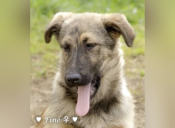 Neue Bilder: Frida und Fine   suchen ab Januar ein Zuhause