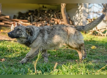 Familienhündinnen Frida und Fine   suchen ein Zuhause