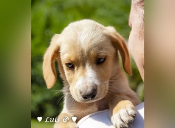 Lisa, Lina, Lia, Liam, Lenny und Luis suchen ein Zuhause