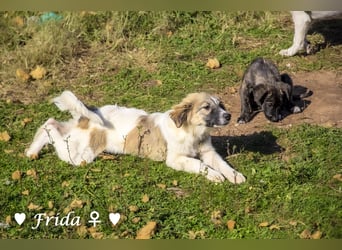 Neue Bilder: Frida und Fine   suchen ab Januar ein Zuhause