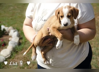 Lisa, Lina, Lia, Liam, Lenny und Luis suchen ein Zuhause