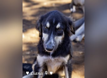 Perfekte Familienhunde Liana und Lido suchen ein Zuhause