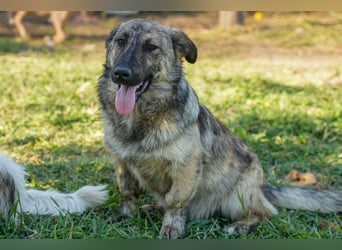 Familienhündinnen Frida und Fine   suchen ein Zuhause
