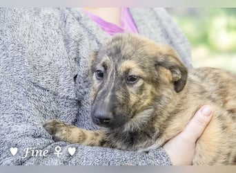 Frida und Fine   suchen ab Ende Dezember ein Zuhause