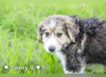 Fanny, Frida und Fine   suchen ab Ende Dezember ein Zuhause