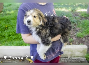 Fanny, Frida und Fine   suchen ab Ende Dezember ein Zuhause
