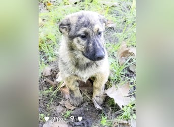 Frida und Fine   suchen ab Ende Dezember ein Zuhause