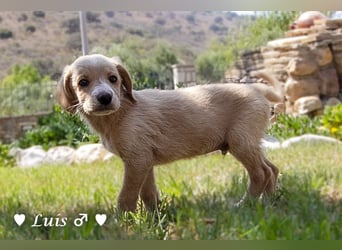 Lisa, Lina, Lia, Liam, Lenny und Luis suchen ein Zuhause