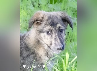 Felicita, Felix, Flori, Fanny, Frida und Fine suchen ab Ende Dezember ein Zuhause