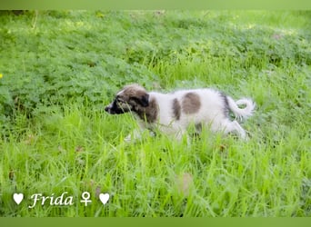 Frida und Fine   suchen ab Ende Dezember ein Zuhause