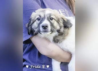 Frida und Fine   suchen ab Ende Dezember ein Zuhause