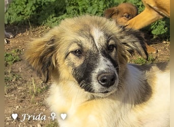 Neue Bilder: Frida und Fine   suchen ab Januar ein Zuhause