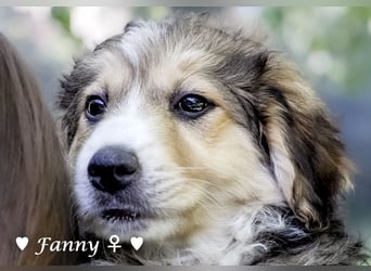 Felicita, Felix, Flori, Fanny, Frida und Fine suchen ab Ende Dezember ein Zuhause