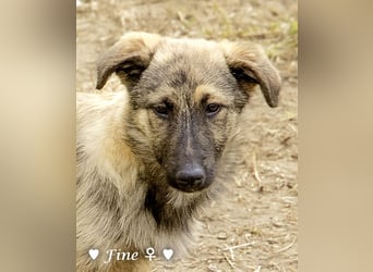 Neue Bilder: Frida und Fine   suchen ab Januar ein Zuhause