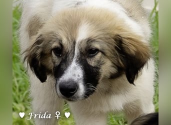 Frida und Fine   suchen ab Ende Dezember ein Zuhause