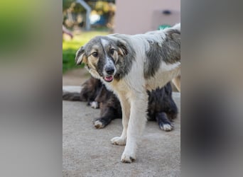 Familienhündinnen Frida und Fine   suchen ein Zuhause