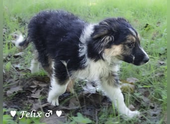 Felicita, Felix, Flori, Fanny, Frida und Fine suchen ab Ende Dezember ein Zuhause