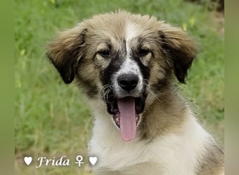 Frida und Fine   suchen ab Ende Dezember ein Zuhause