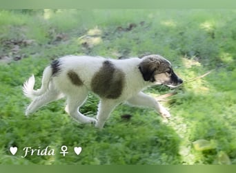 Felicita, Felix, Flori, Fanny, Frida und Fine suchen ab Ende Dezember ein Zuhause