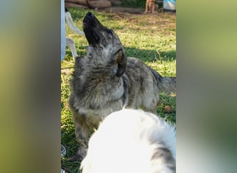 Familienhündinnen Frida und Fine   suchen ein Zuhause