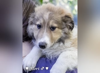 Felicita,  Fanny, Frida, Fine und Flori  suchen ab Ende Dezember ein Zuhause