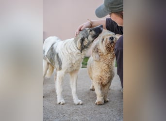 Familienhündinnen Frida und Fine   suchen ein Zuhause